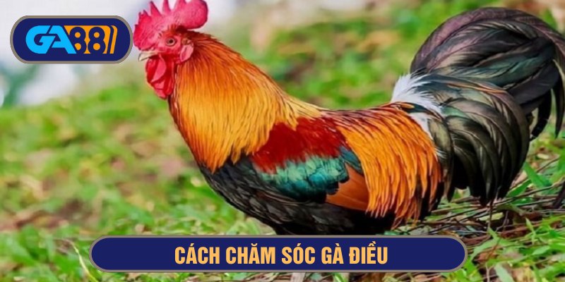 cách chăm sóc gà điều