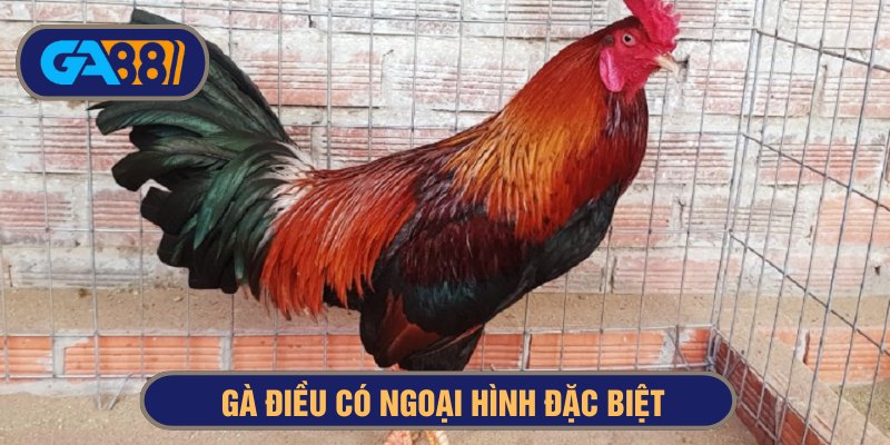 giới thiệu gà điều